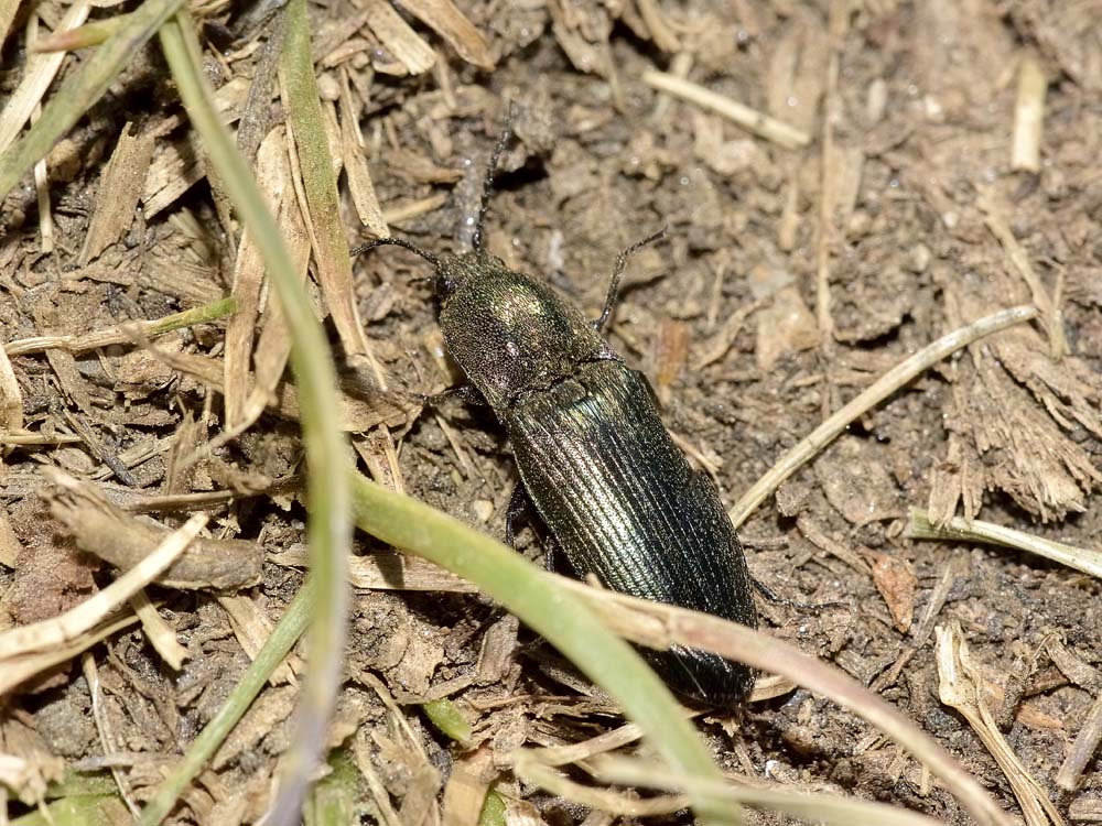 Elateridae quasi verde: Ctenicera sp.